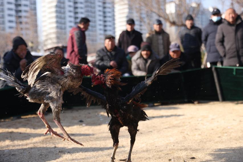 开封斗鸡以威武雄壮,性烈凶悍,宁死不屈的特性成为中原乃至中国斗鸡的