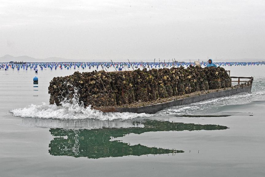 泉港海上春耕忙