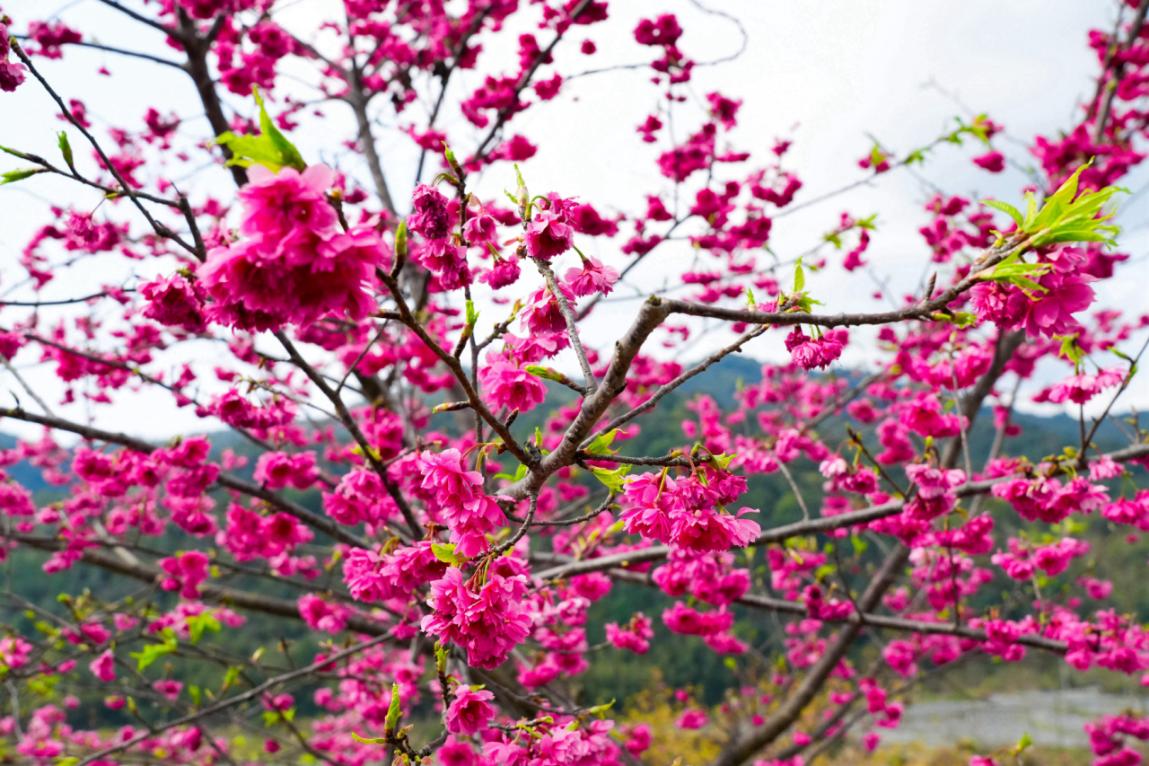 福建山樱花花期图片