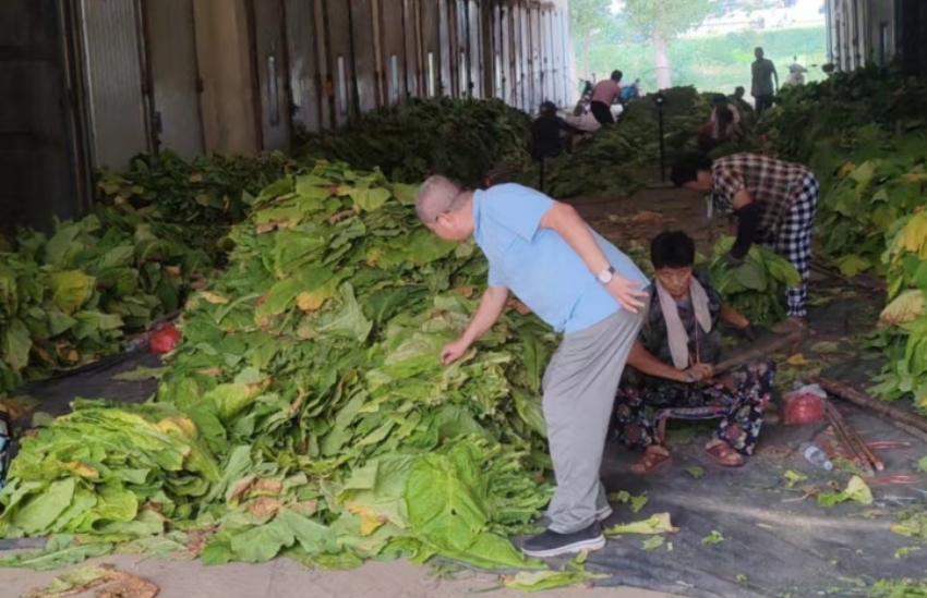 许昌禹州：科技赋能烟叶烘烤 服务护航烟农增收