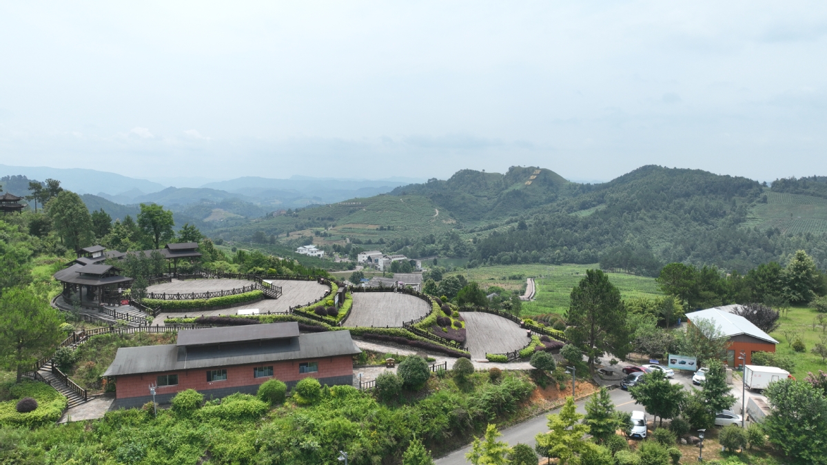 蓝莓种植基地2