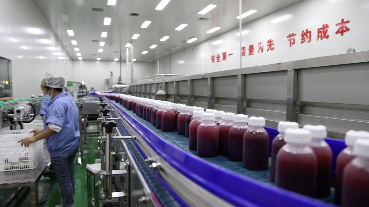 蓝莓加工车间